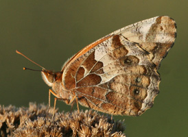 Variegated Fritillary